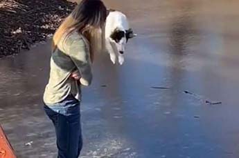 Собака против льда — первое знакомство