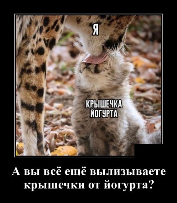 Демотиваторы дня