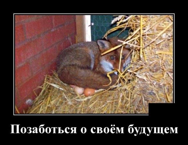 Демотиваторы дня