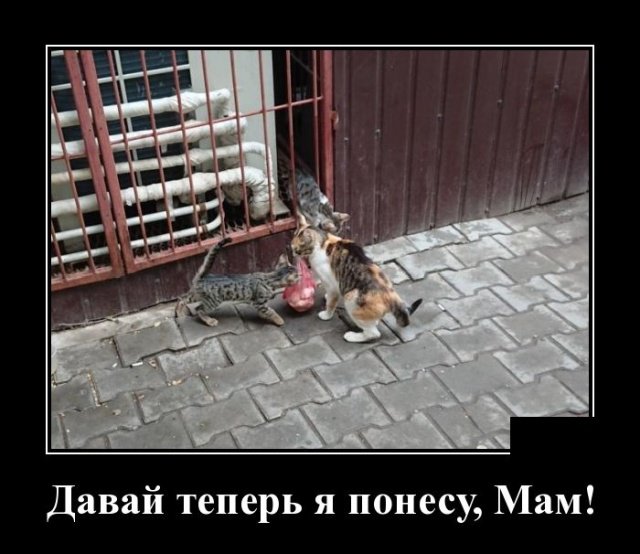 Демотиваторы дня