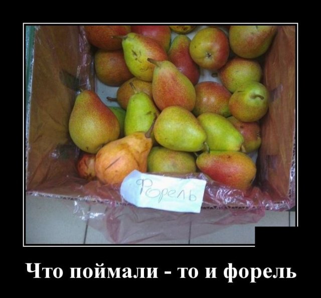 Демотиваторы дня