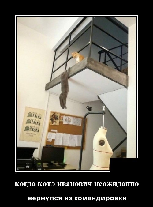 Демотиваторы дня