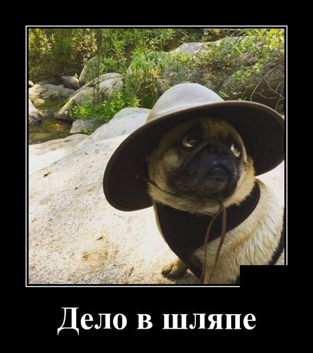 Демотиваторы дня