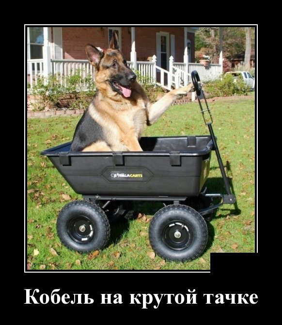 Смешные демотиваторы