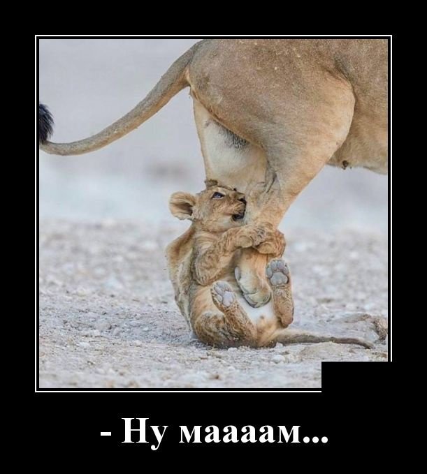 Смешные демотиваторы