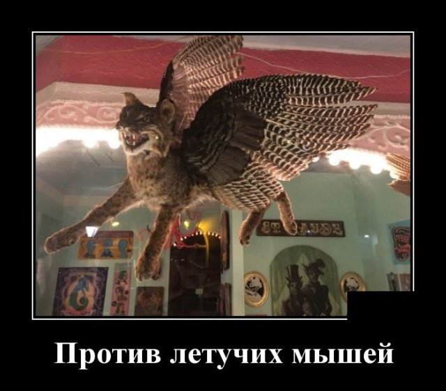 Смешные картинки в демотиваторах