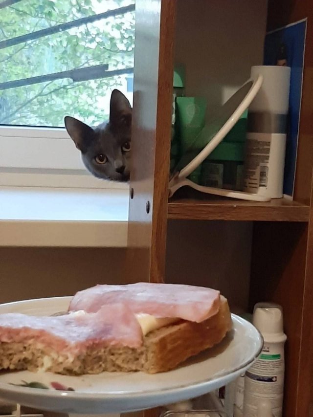 Весёлые мемы на ЯЗнал