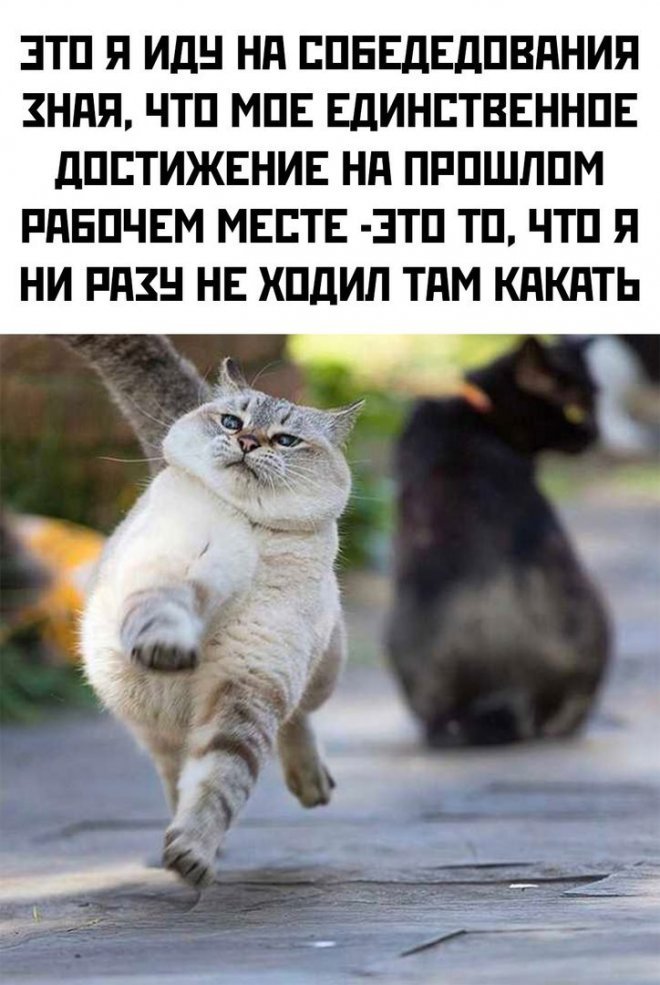 Смешные картинки для настроения