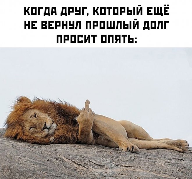 Смешные картинки для настроения