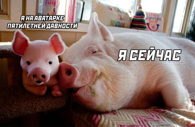 Смешные картинки для настроения