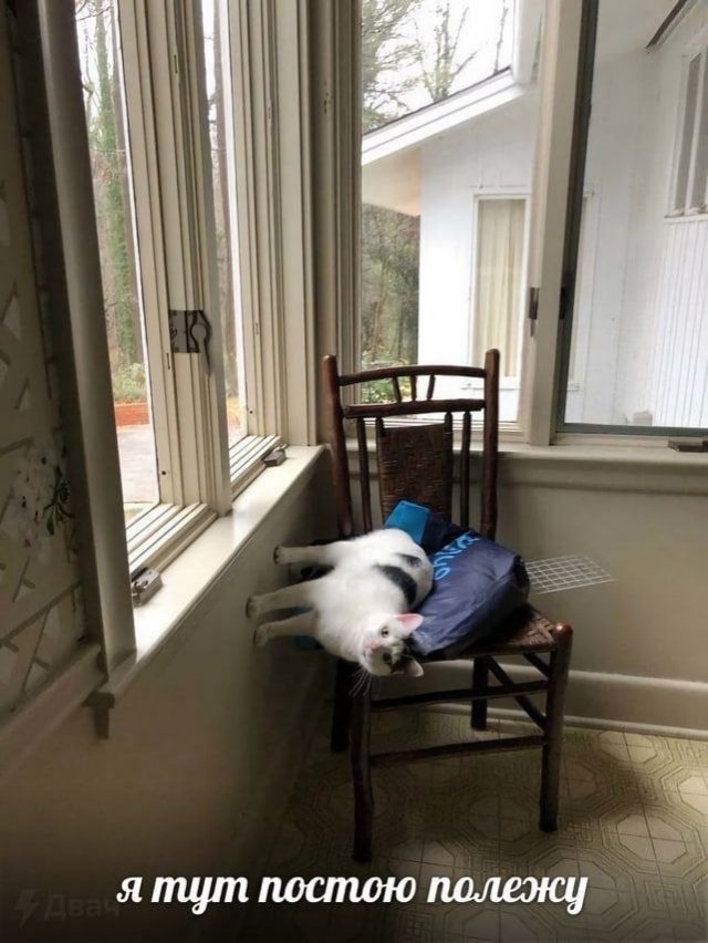 Смешные картинки для настроения