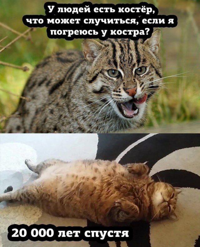 Смешные картинки для настроения