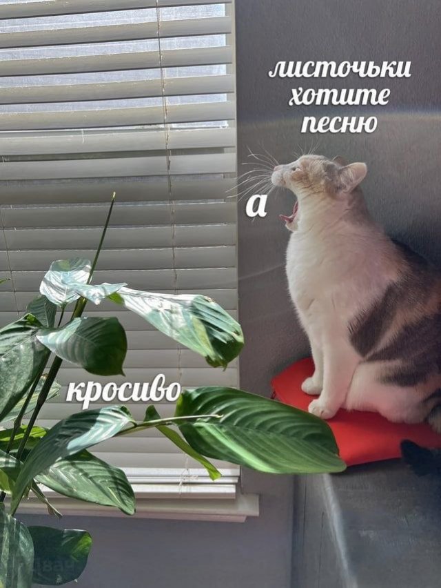 Смешные картинки для настроения