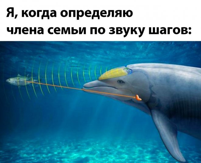 Смешные картинки для настроения