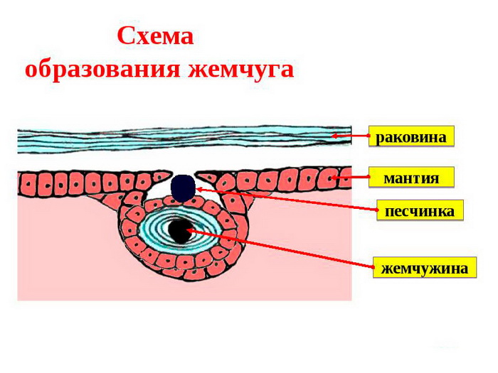 Как создается жемчуг природой и человеком