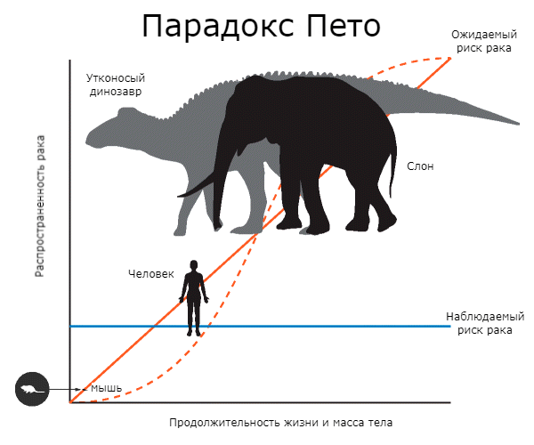 Почему слоны болеют раком реже людей?