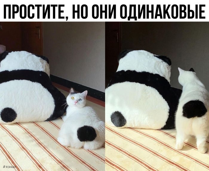 Смешные фото приколы с надписями