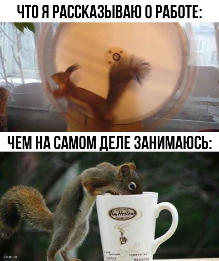 Смешные фото приколы с надписями