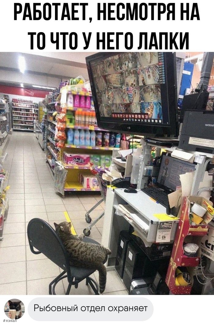 Смешные фото приколы с надписями