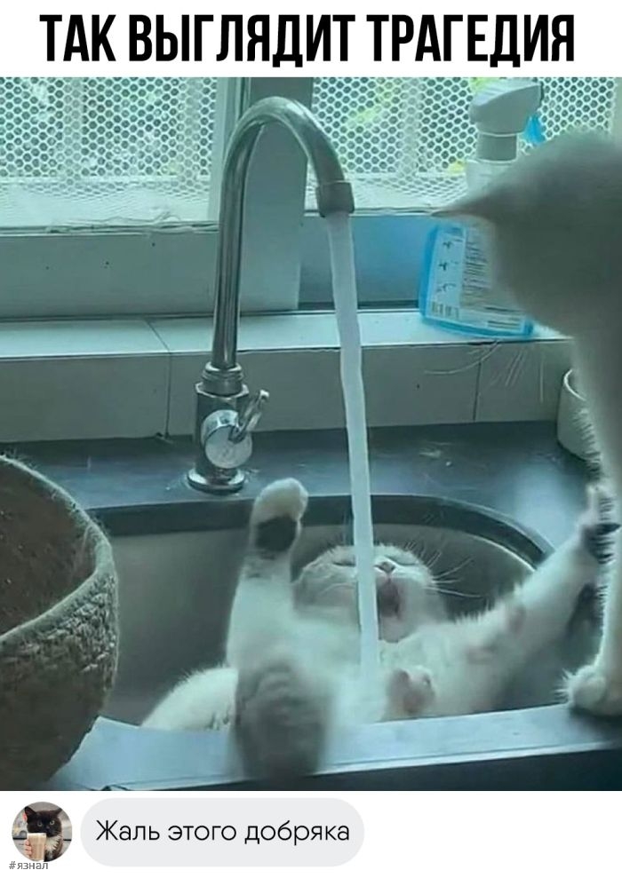 Смешные фото приколы с надписями