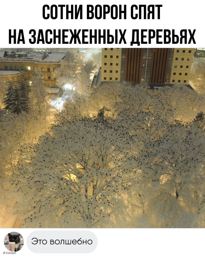 Смешные фото приколы с надписями