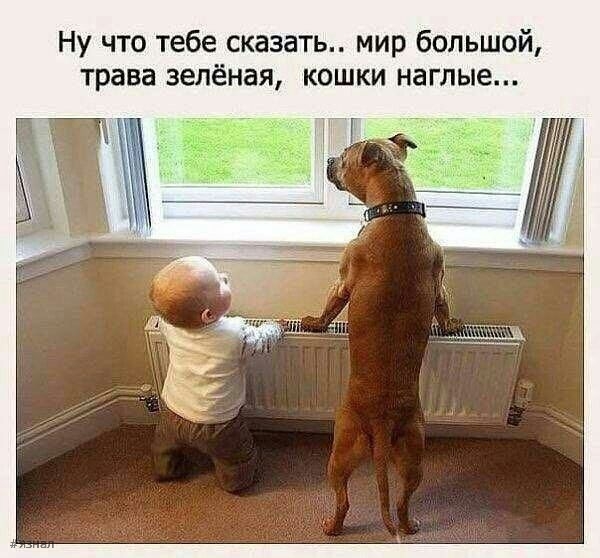 Юмор в картинках