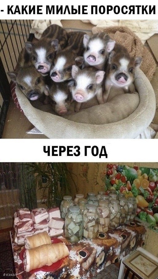 Юмор в картинках