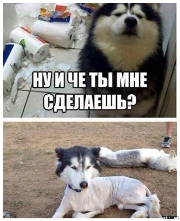 Юмор в картинках