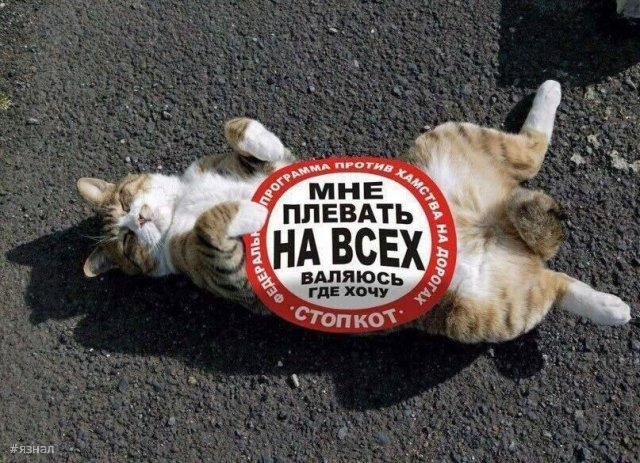 Смешные картинки со смыслом