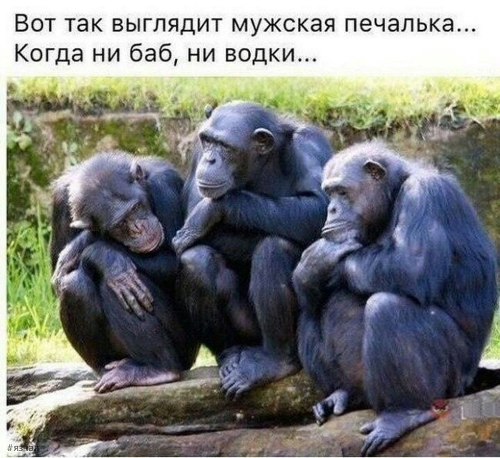 Юмор в картинках