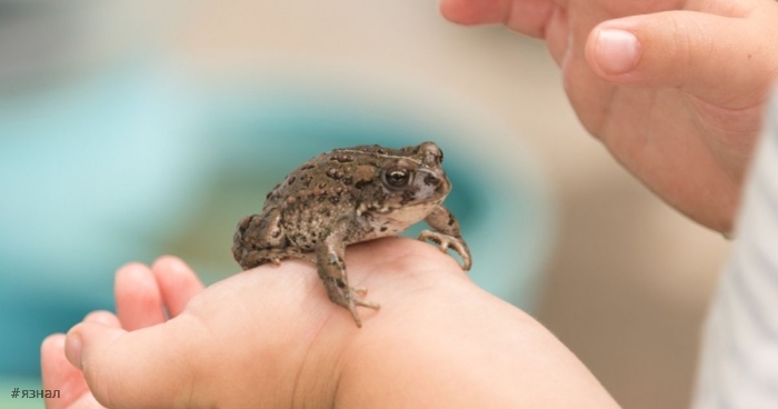 От контакта с жабами появляются бородавки