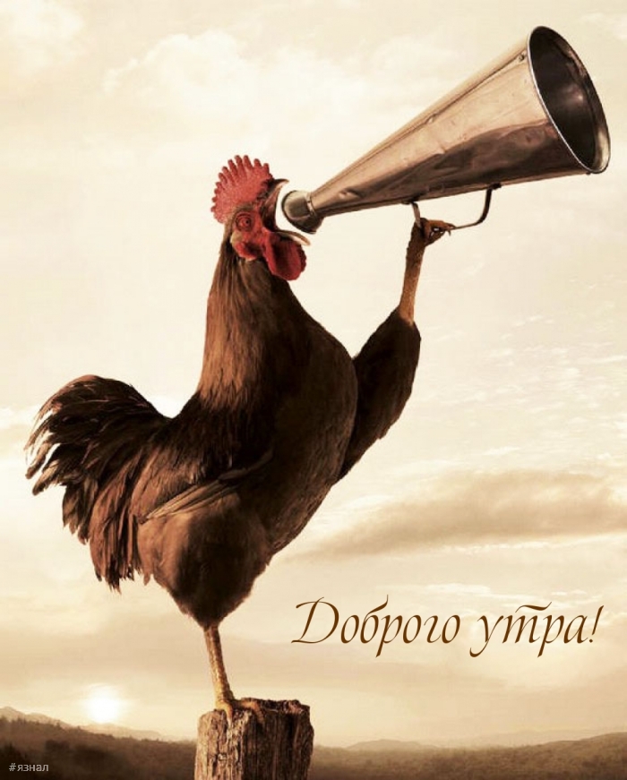 Приколы с добрым утром