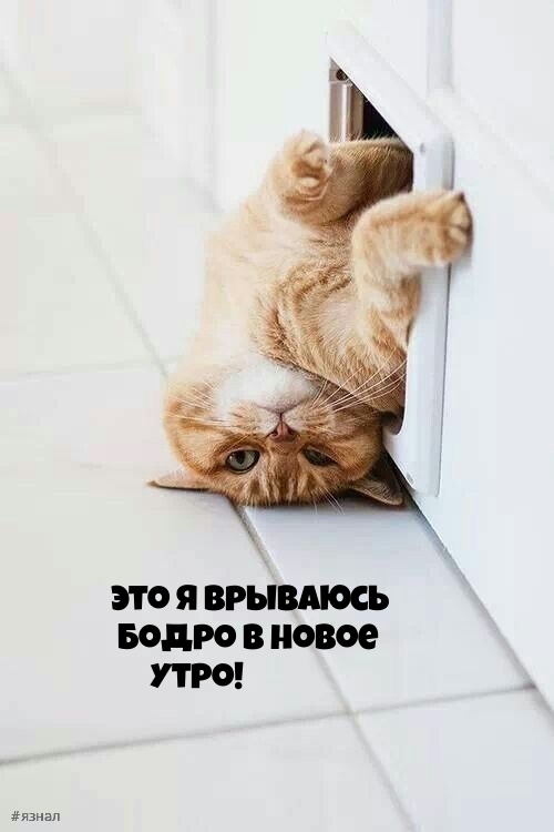 Приколы с добрым утром