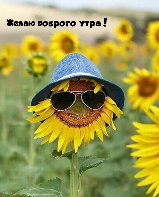 Приколы с добрым утром