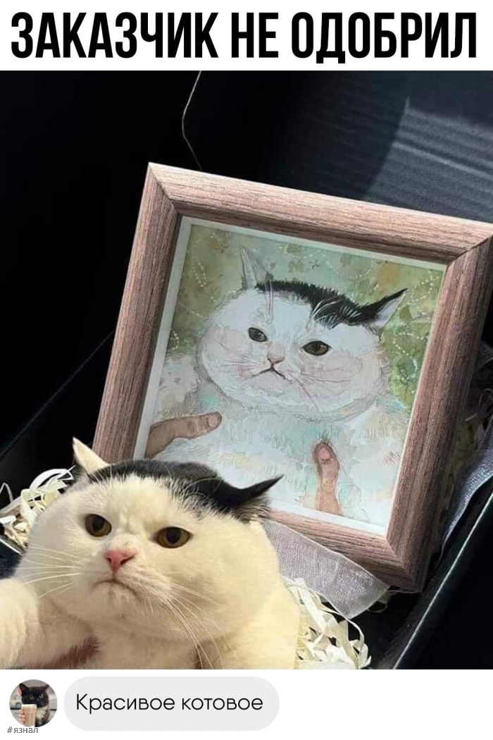 Смешные картинки с надписями