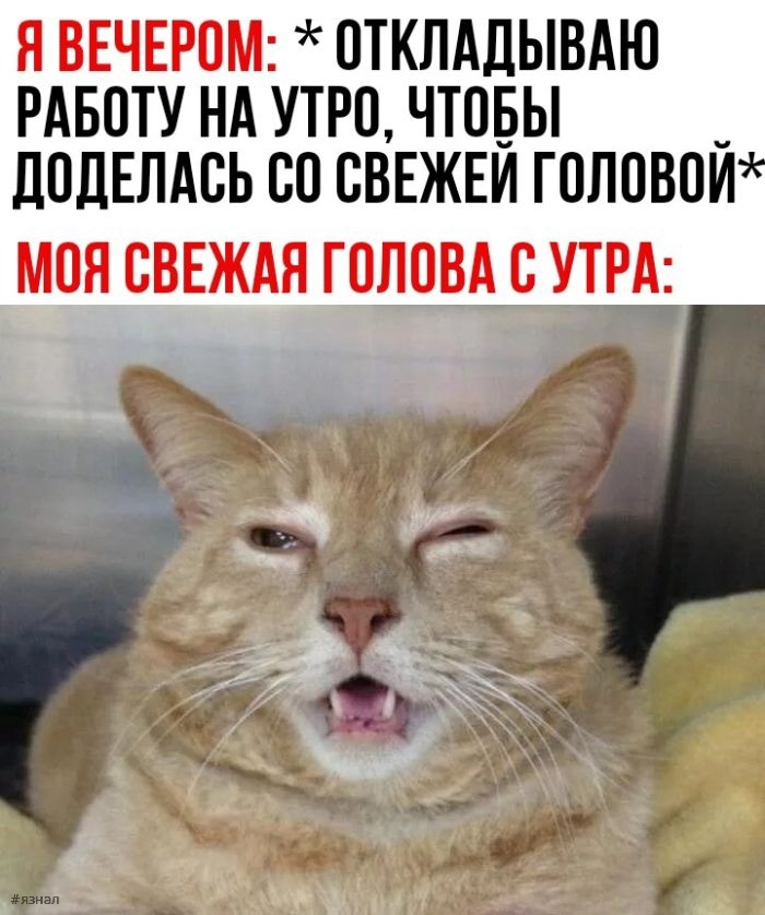 Смешные картинки с надписями