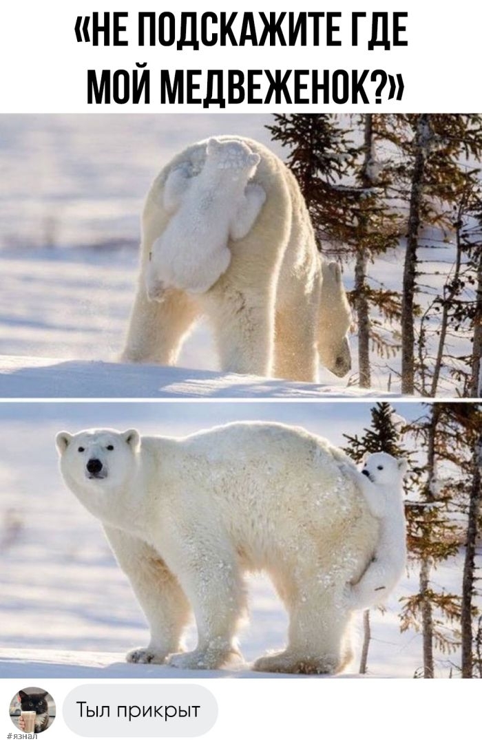 Смешные картинки с надписями
