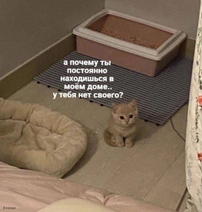 Смешные картинки с надписями