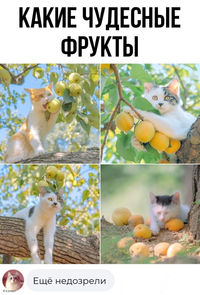 Смешные картинки с надписями