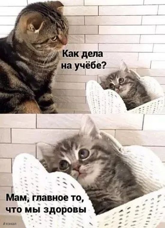 Смешные картинки с надписями