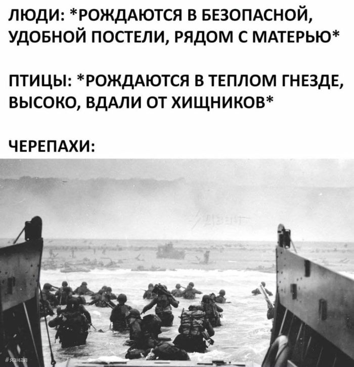 Смешные картинки с надписями