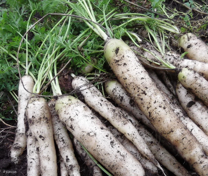 История моркови