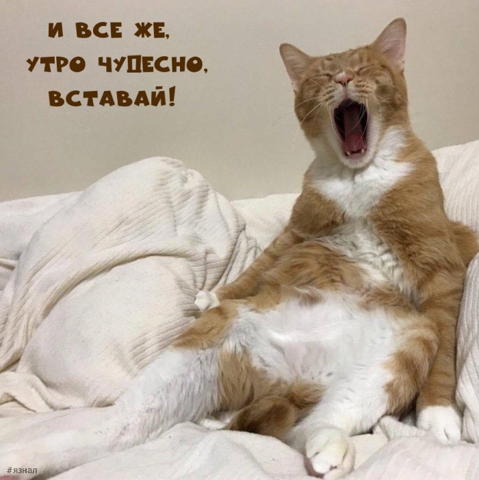 Доброе утро