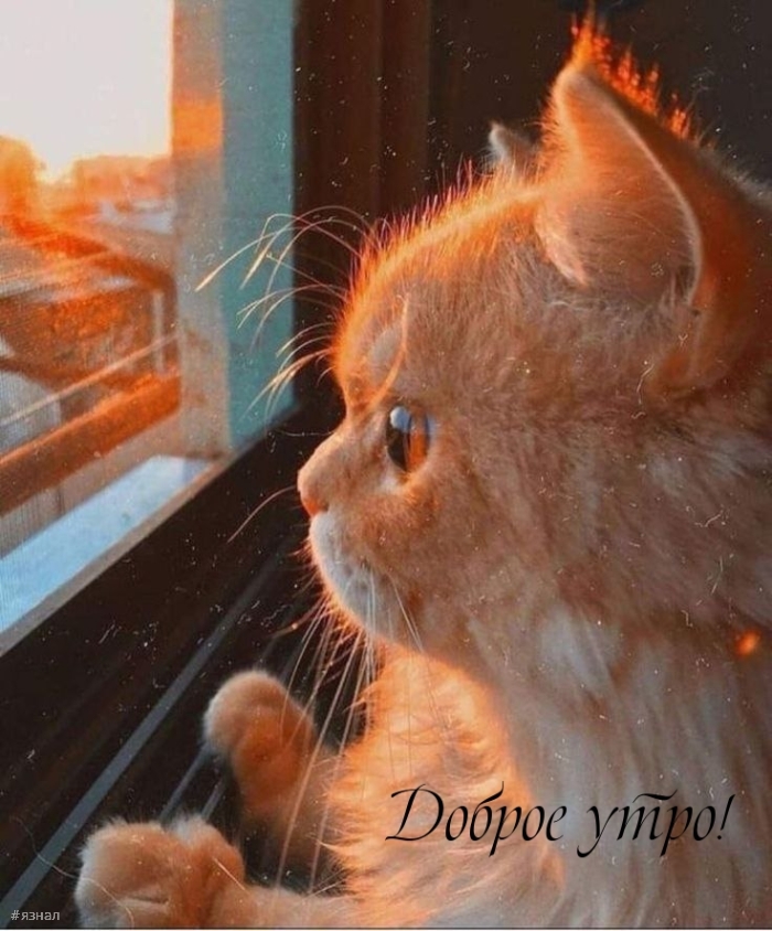 Доброе утро