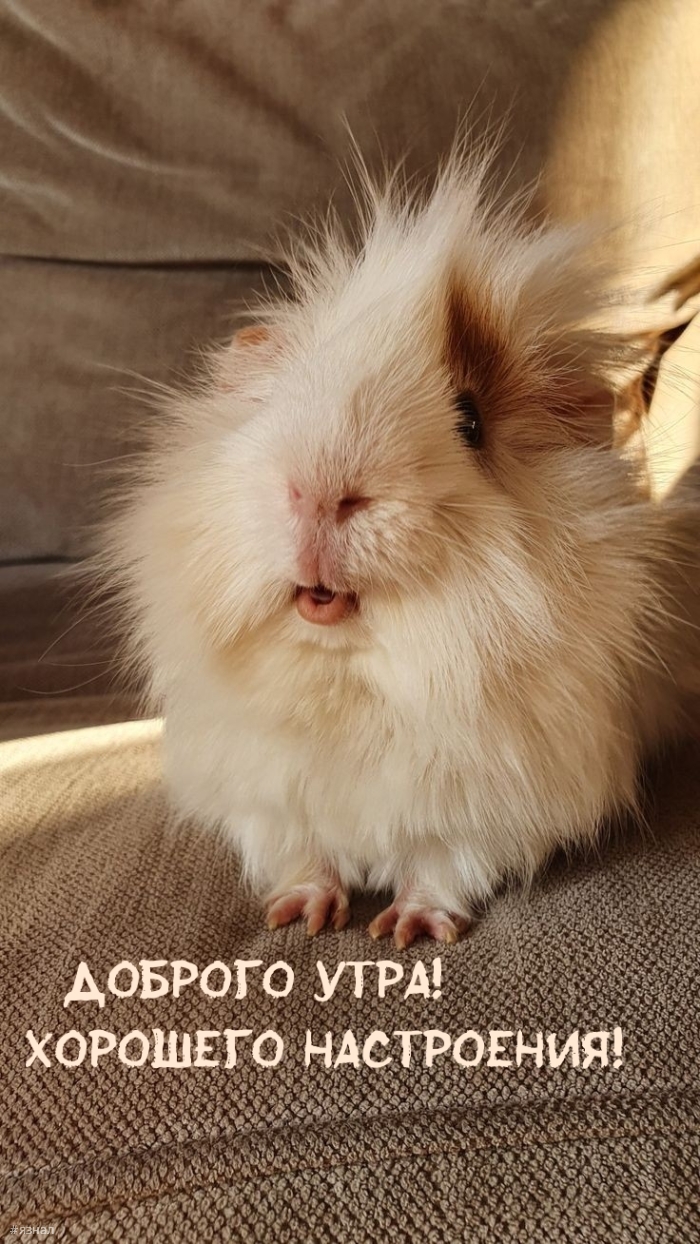 Доброе утро