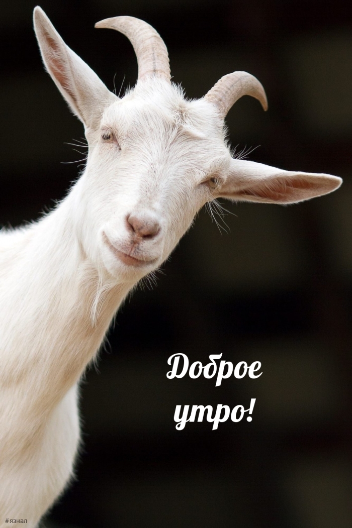 Доброе утро