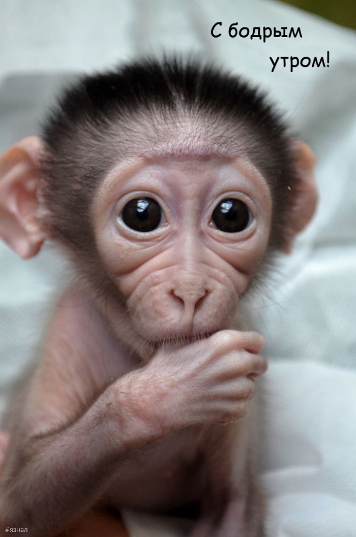 Доброе утро