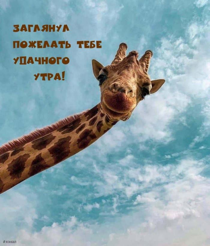 Доброе утро