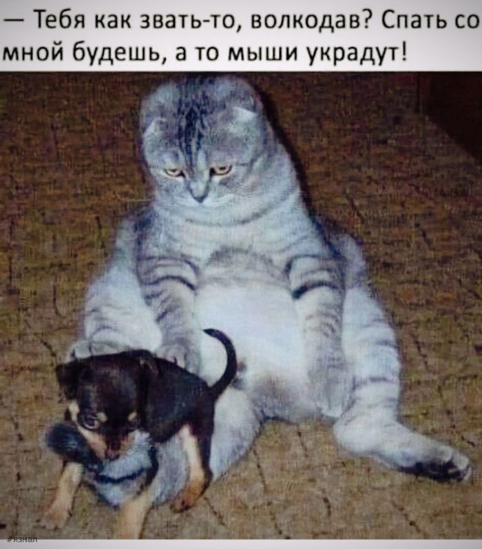 Приколы