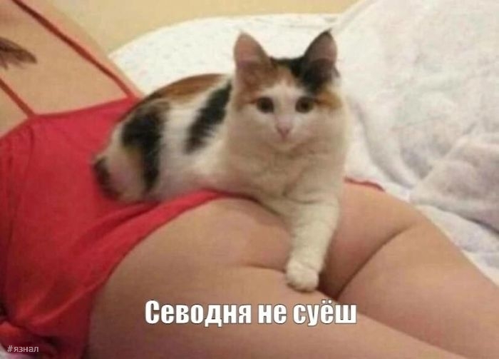 Пошлые приколы